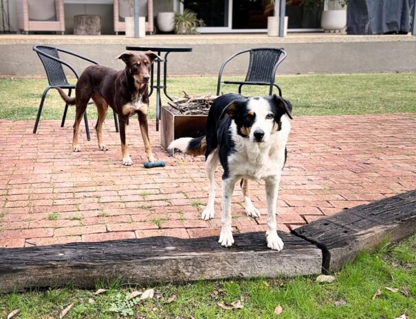 red tail retreat family dogs